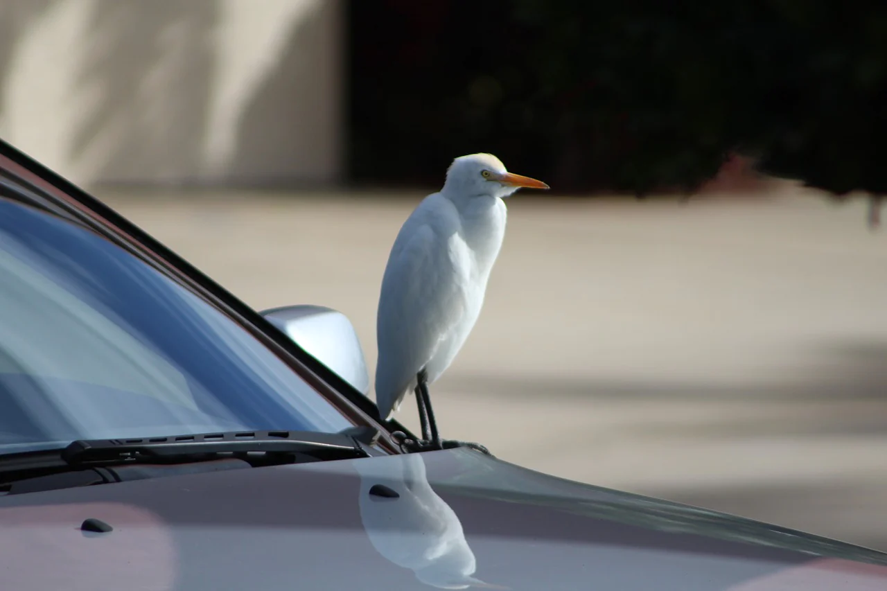 How To Keep Birds From Pooping On Your Car