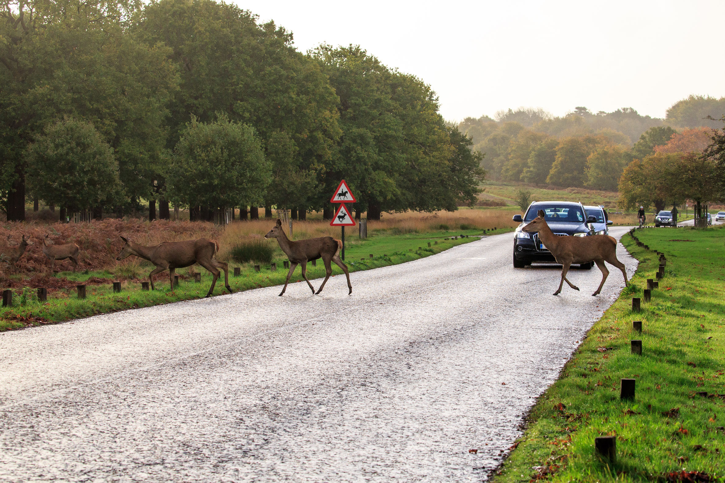 Deer Collisions Peak From This Week, and the Instinct That Makes Them Worse - motoringchronicle