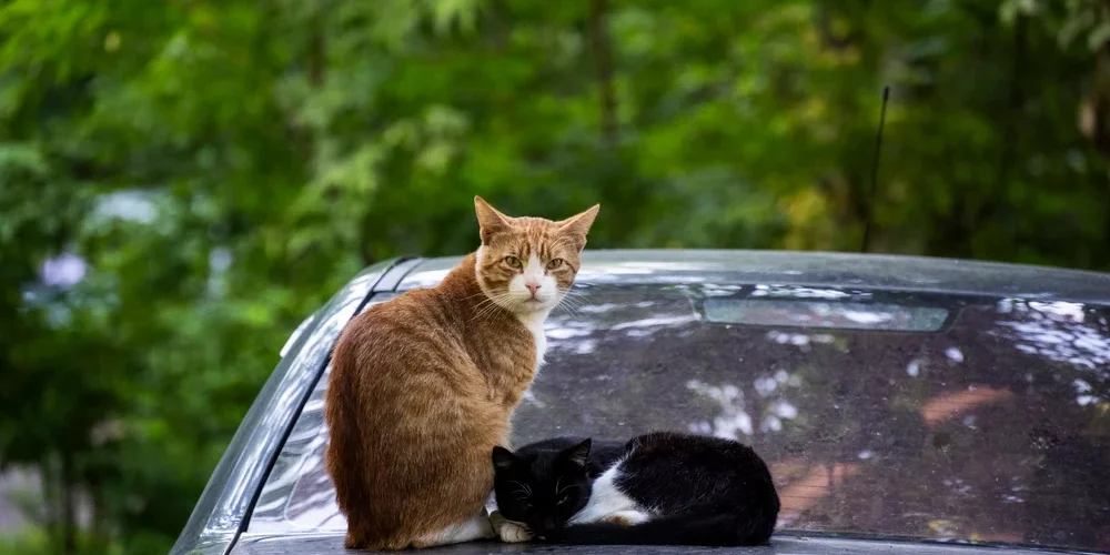 How-to-keep-cats-off-your-car
