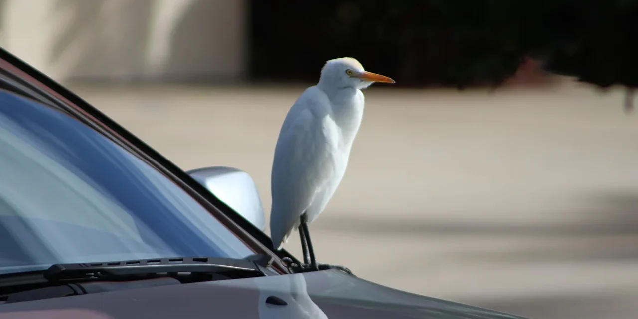 How To Keep Birds From Pooping On Your Car