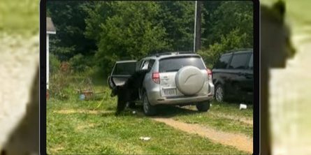 See Naughty Bear Run For Freedom After Getting Stuck Inside SUV