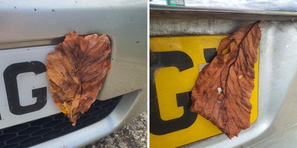 Driver caught taping leaf to number plate to trick speed cameras